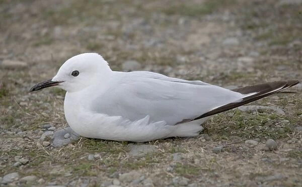 Black-billed gull; South Island, New Zealand. Endemic