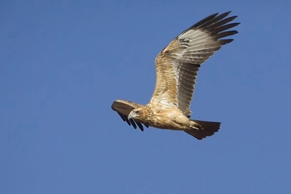 Black-breasted Buzzard - juvenile in flight - about 50km east of Ti Tree, Northern Territory, Australia
