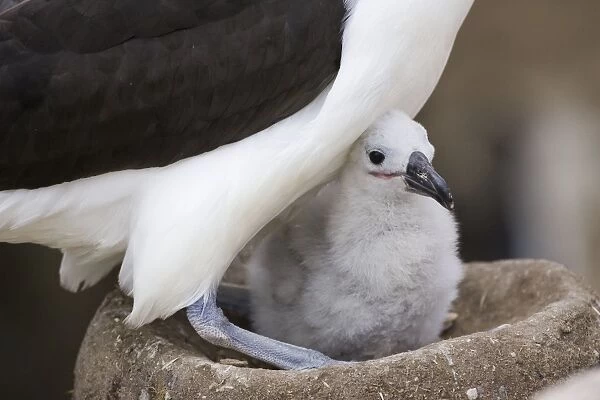 Black-browed Albatross - 1-2 week old chick New Island, Falkland Islands