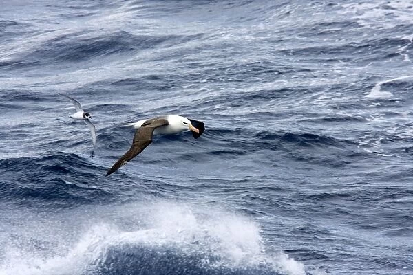 Black-browed Albatross and Blue Petrel (Halobaena caerulea), both flying low over rough sea