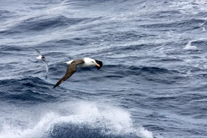 Framed Print : Black-browed Albatross and Blue Petrel (Halobaena caerulea), both flying low over rough sea Framed Print : Black-browed Albatross and Blue Petrel (Halobaena caerulea), both flying low over rough sea