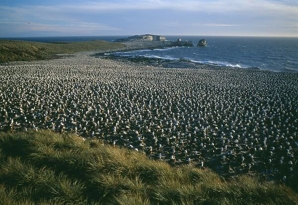 Black-browed albatross - breeding colony