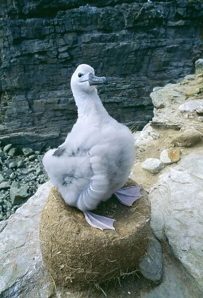 Black-browed Albatross - Chick on nest, Falkland Islands, South Atlantic, Islands in southern oceans, January JPF30914