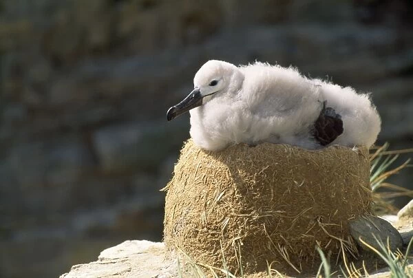 Black Browed Albatross - chick on nest Falkland Islands