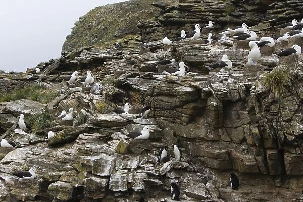 Black-browed Albatross - Colony on rocky cliff New Island, Falkland Islands