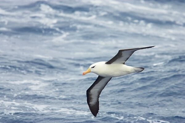 Black Browed Albatross - In flight over sea Antarctic Ocean BI007089