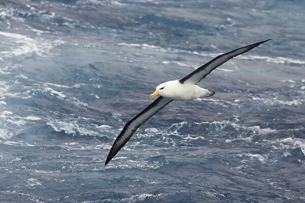Black Browed Albatross - In flight over sea Antarctic Ocean BI007084