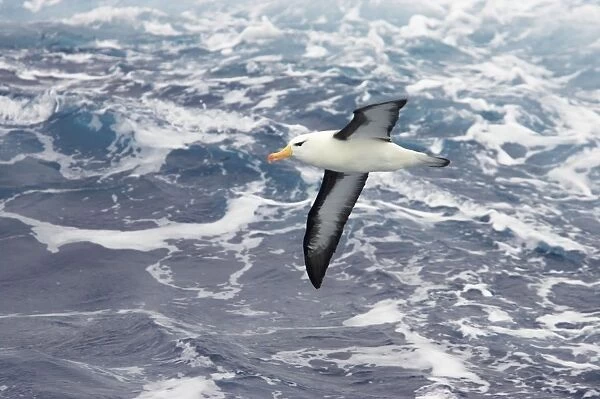 Black Browed Albatross - In flight over sea Antarctic Ocean BI007086