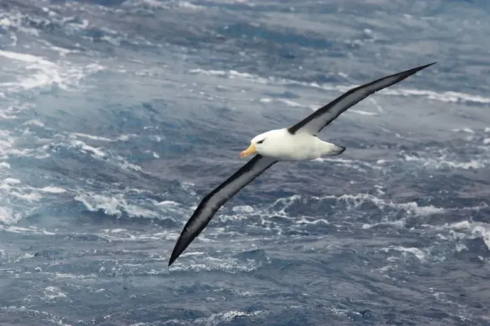Framed Print : Black Browed Albatross - In flight over sea Antarctic Ocean BI007084 Framed Print : Black Browed Albatross - In flight over sea Antarctic Ocean BI007084