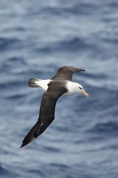 Black Browed Albatross - In Flight Over Sea Drake Passage, Antarctica. BI007056