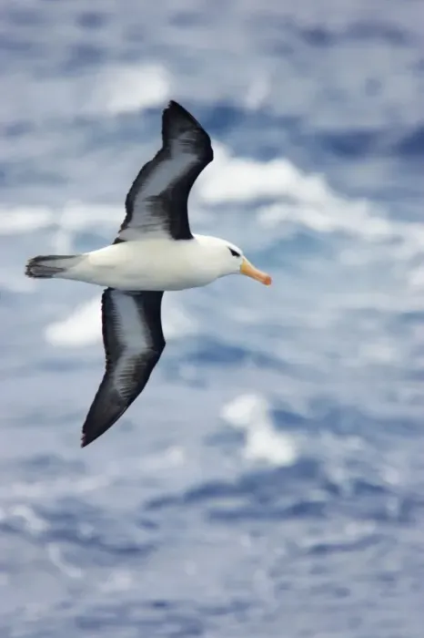 Framed Print : Black Browed Albatross - In Flight Over Sea Drake Passage, Antarctica. BI007053 Framed Print : Black Browed Albatross - In Flight Over Sea Drake Passage, Antarctica. BI007053