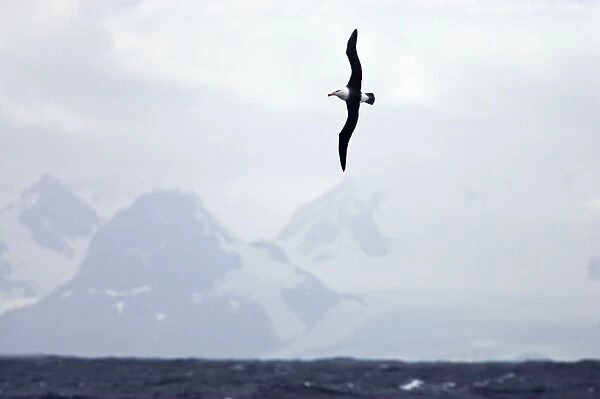 Black Browed Albatross - In flight with South Georgia in the background, South Georgia. BI007447