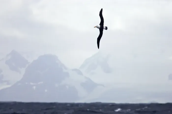 Framed Print : Black Browed Albatross - In flight with South Georgia in the background, South Georgia. BI007447 Framed Print : Black Browed Albatross - In flight with South Georgia in the background, South Georgia. BI007447