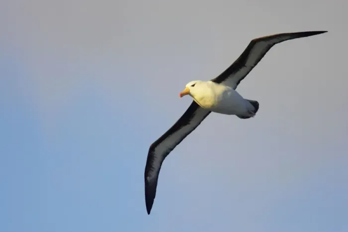 Framed Print : Black Browed Albatross - In flight South Georgia BI007063 Framed Print : Black Browed Albatross - In flight South Georgia BI007063