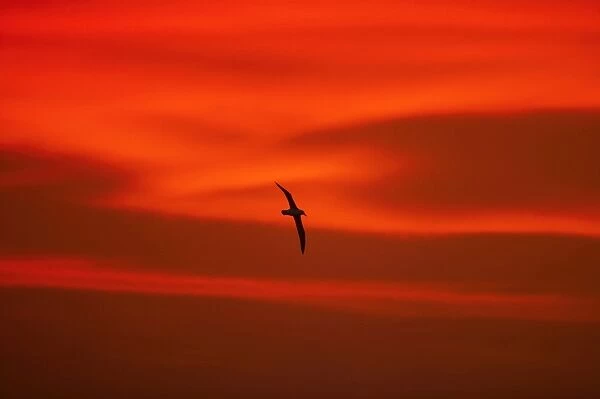 Black-Browed Albatross - In flight at Sunset