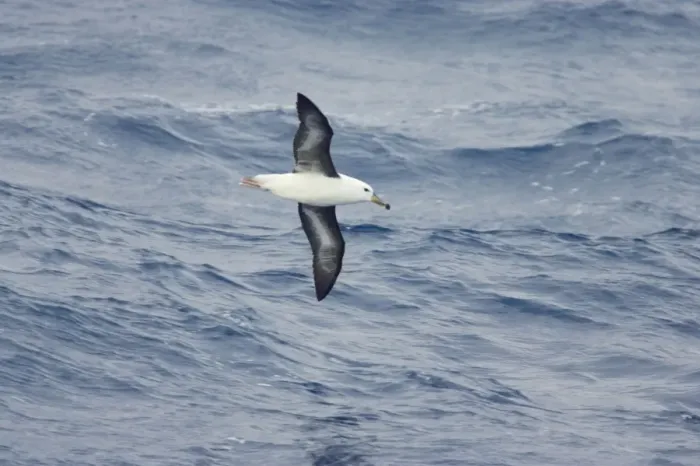 Framed Print : Black Browed Albatross - Immature in flight over sea Drake Passage, Antarctica. BI007043 Framed Print : Black Browed Albatross - Immature in flight over sea Drake Passage, Antarctica. BI007043