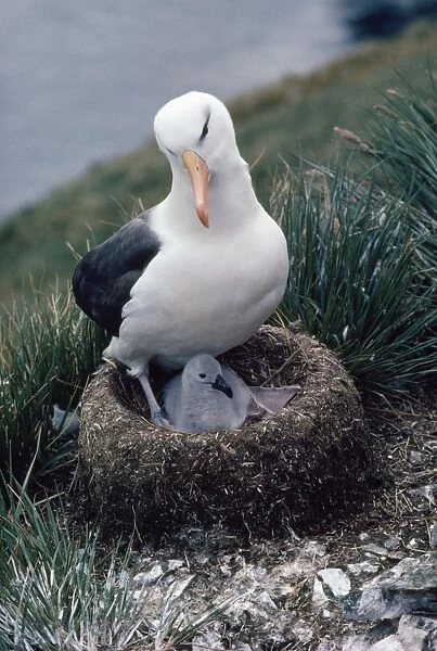 Black-browed Albatross - on nest with chick Elsehul, South Georgia, Antarctica