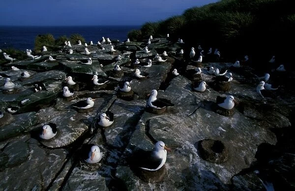 Black-browed albatross, nesting colony