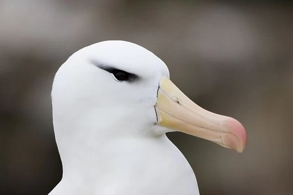Black-browed Albatross - New Island, Falkland Islands
