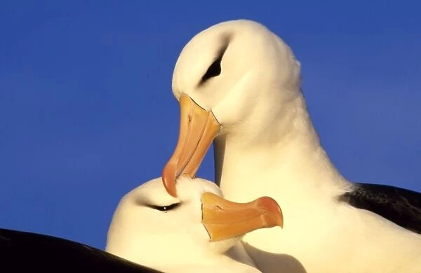 Black-browed Albatross - Pair - Westpoint Island, Falkland Islands, South Atlantic JPF41845