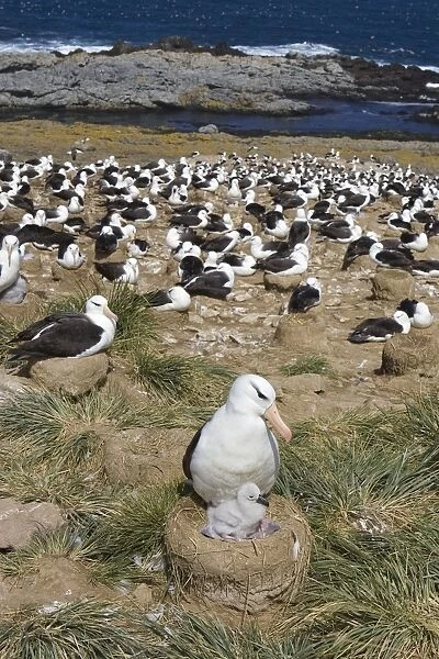 Black-browed Albatross - Parent and 1-2 week old chick in colony Steeple Jason, Falkland Islands