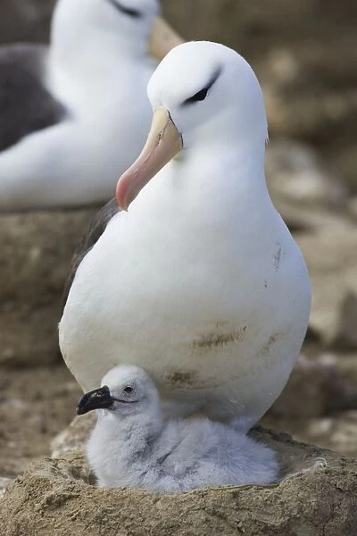 Black-browed Albatross - Parent and 1-2 week old chick on nest Steeple Jason, Falkland Islands