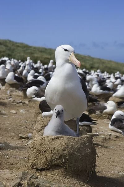 Black-browed Albatross - Parent and 1-2 week old chick on nest in colony Steeple Jason, Falkland Islands