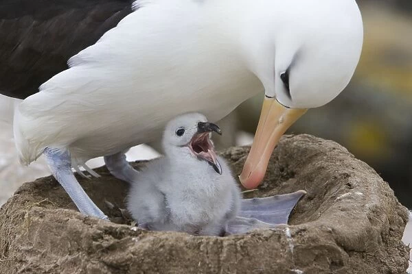 Black-browed Albatross - Parent with hungry 1-2 week old chick in nest New Island, Falkland Islands