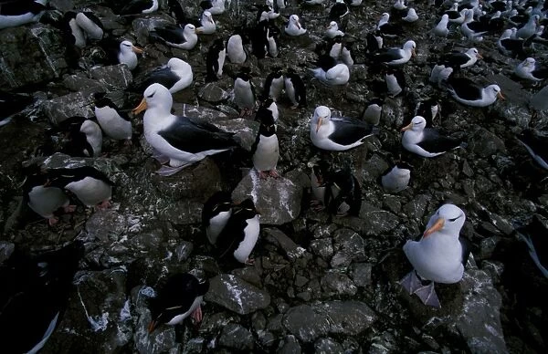 Black-browed albatross and Rockhopper penguins (Eudyptes chrysocome)