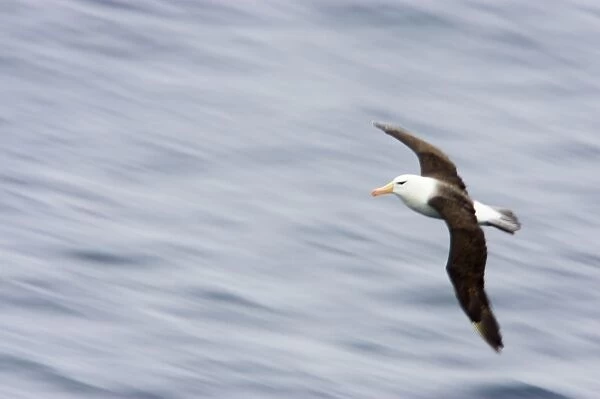 Black Browed Albatross - Slow Pan Off Steeple Jackson Island, Falklands. BI007082