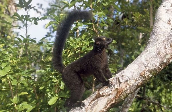Black  /  Brown Lemur - Male on tree trunk - Madagascar
