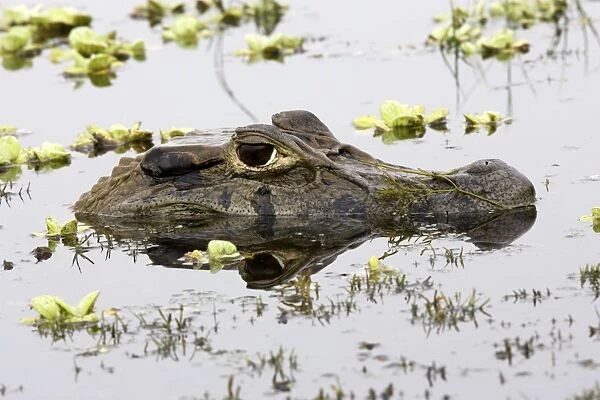 Black Caiman Family: Alligatoridae Sandoval Lake Peru