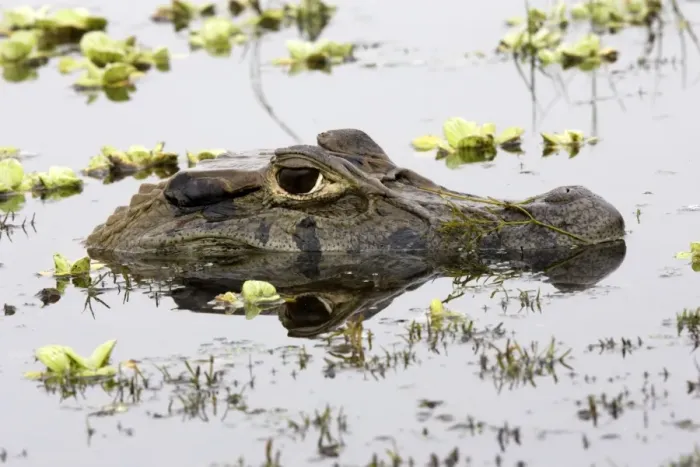 Framed Print : Black Caiman Family: Alligatoridae Sandoval Lake Peru Framed Print : Black Caiman Family: Alligatoridae Sandoval Lake Peru