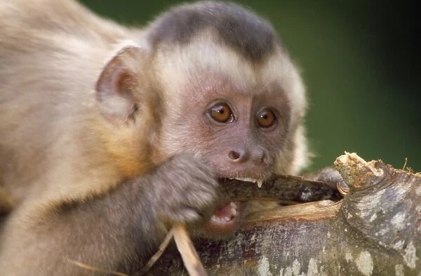 Black-capped Capuchin  /  Guianan brown capuchin  /  Margarita Island capuchin - chewing on bark 