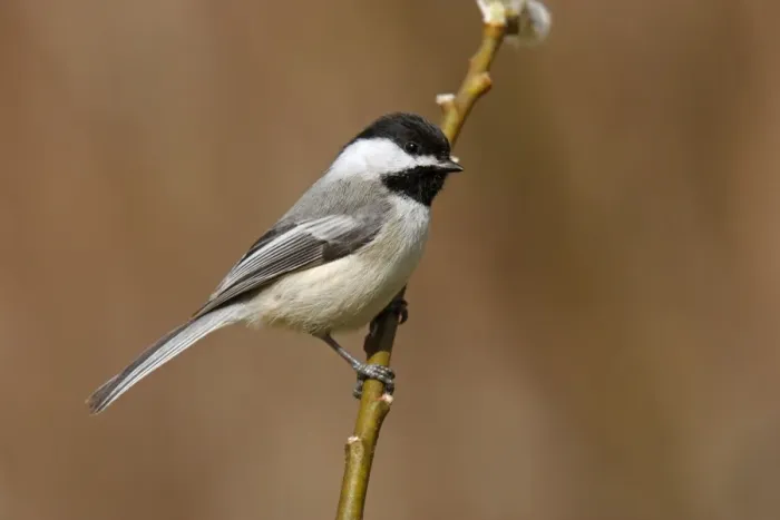 Framed Print : Black-capped Chickadee Framed Print : Black-capped Chickadee