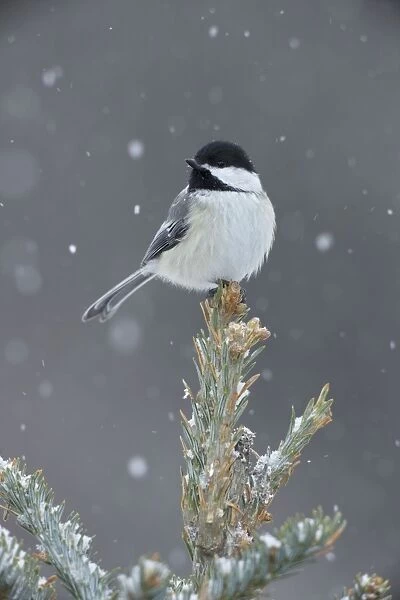 Black-capped Chickadee - perched on tree top in snow - New York - USA