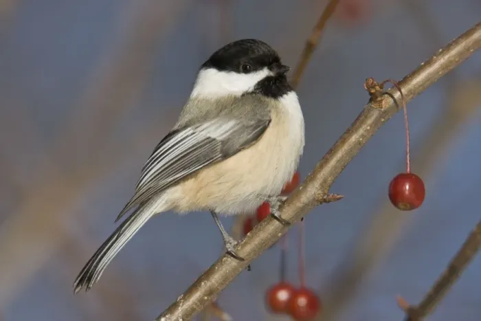 Framed Print : Black-capped Chickadee, in winter. Connecticut in December. USA Framed Print : Black-capped Chickadee, in winter. Connecticut in December. USA