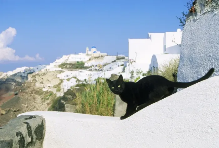 Framed Print : Black Cat - on wall - Santorini Island Greece Framed Print : Black Cat - on wall - Santorini Island Greece