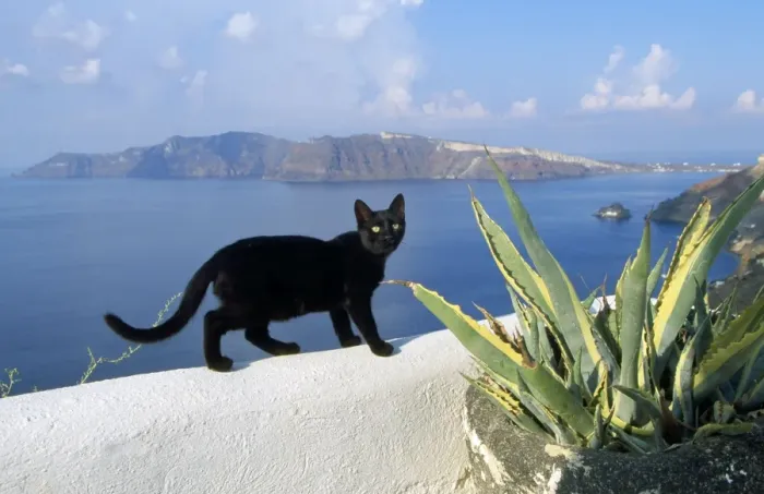 Framed Print : Black Cat - on wall - Santorini Island - Greece Framed Print : Black Cat - on wall - Santorini Island - Greece