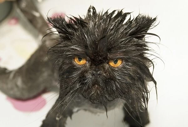 Black Cat - wet, just washed, close-up