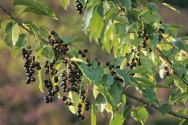 Black Cherry - berries