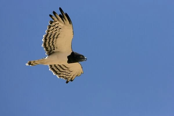 Black-Chested  /  Black-Breasted Snake-Eagle - In flight in the Namib Desert. Namibia, Africa