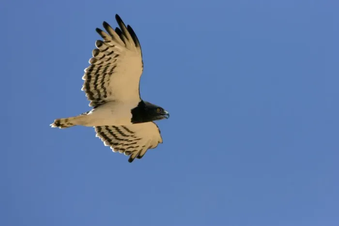 Framed Print : Black-Chested / Black-Breasted Snake-Eagle - In flight in the Namib Desert. Namibia, Africa Framed Print : Black-Chested / Black-Breasted Snake-Eagle - In flight in the Namib Desert. Namibia, Africa