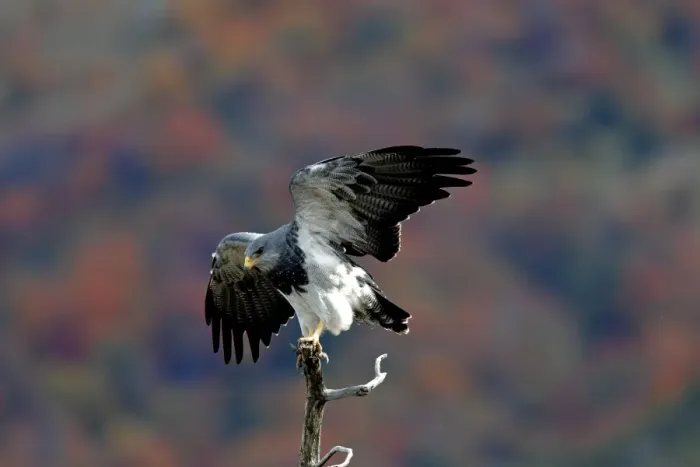 Framed Print : Black-chested Buzzard-Eagle. Magallanes Peninsula - Patagonia - Argentina Framed Print : Black-chested Buzzard-Eagle. Magallanes Peninsula - Patagonia - Argentina