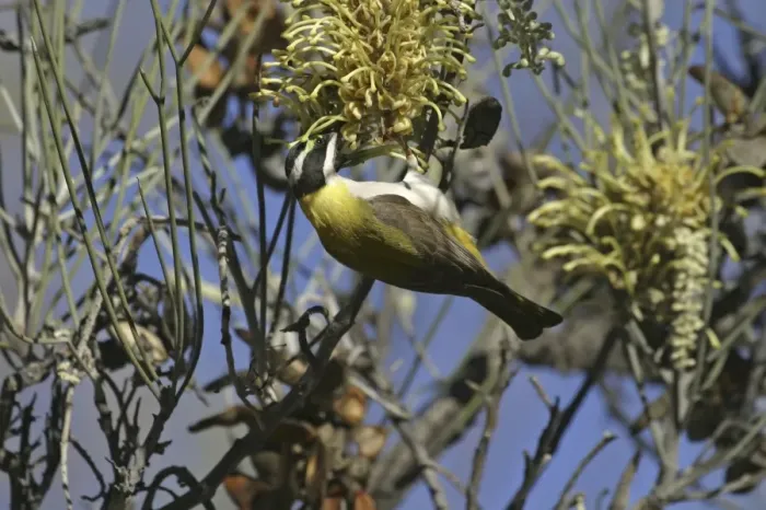 Framed Print : Black-chinned Honeyeater - feeding on Long-leaved Corkwood Hakea suberea. Ormiston Gorge - West MacDonnell National Park - Nthn Territory - Australia Framed Print : Black-chinned Honeyeater - feeding on Long-leaved Corkwood Hakea suberea. Ormiston Gorge - West MacDonnell National Park - Nthn Territory - Australia