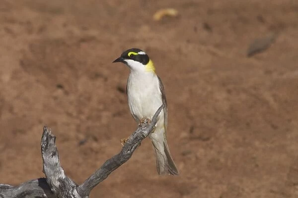 Black-chinned Honeyeater - Golden-backed form At Lajamanu an aboriginal settlement on the northern edge of the Tanami Desert. Northern Territory, Australia. Inhabits woodlands and tree-lined water courses in arid regions