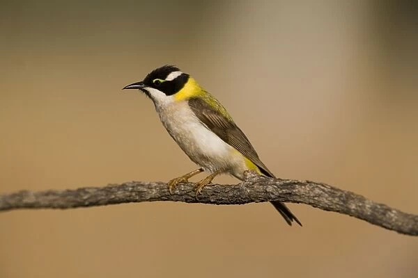 Black-chinned Honeyeater This golden backed subspecies is found in the far north of Western Australia and Northern Territory. Inhabits eucalyptus woodlands and tree-lined watercourses in arid regions