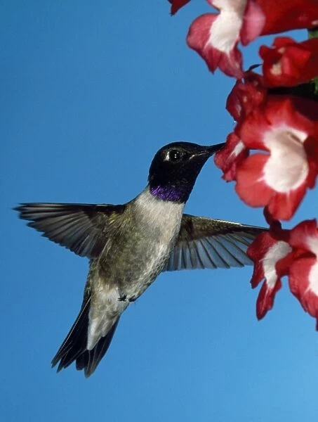 Black-chinned Hummingbird - male