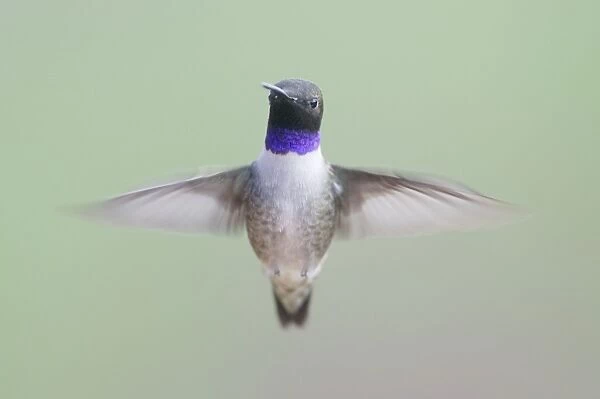 Black-chinned Hummingbird - male - in flight - British Columbia - Canada BI019228