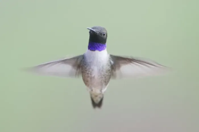 Framed Print : Black-chinned Hummingbird - male - in flight - British Columbia - Canada BI019228 Framed Print : Black-chinned Hummingbird - male - in flight - British Columbia - Canada BI019228